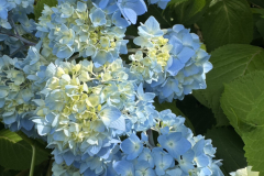S__16941153_0